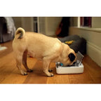 SureFeed Sealed Pet Bowl for Cats & Small Dogs – White